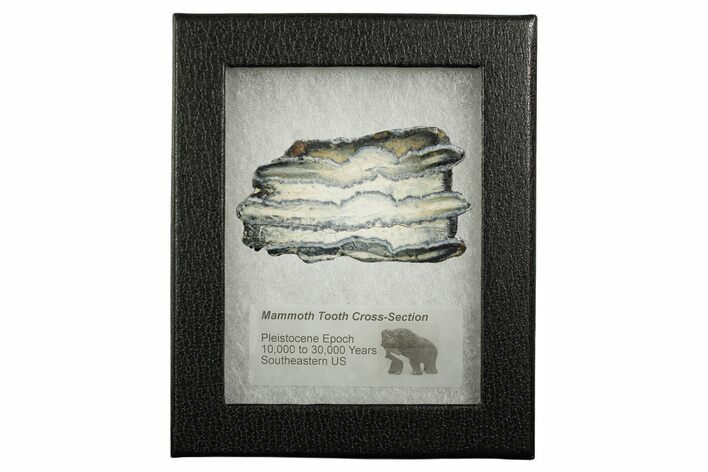 Mammoth Molar Slice With Case - South Carolina #349973